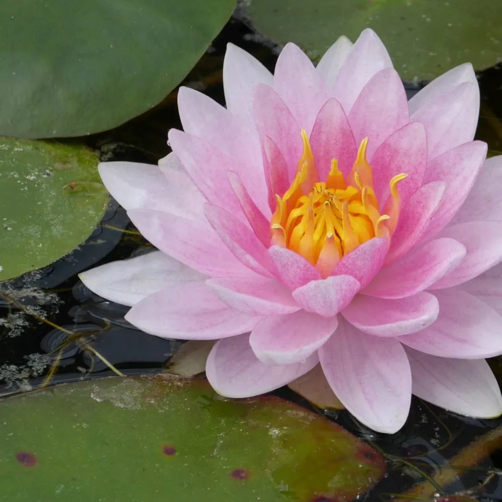 Nymphaea?Mrs Richmond | Mrs Richmond water lily - Image 10