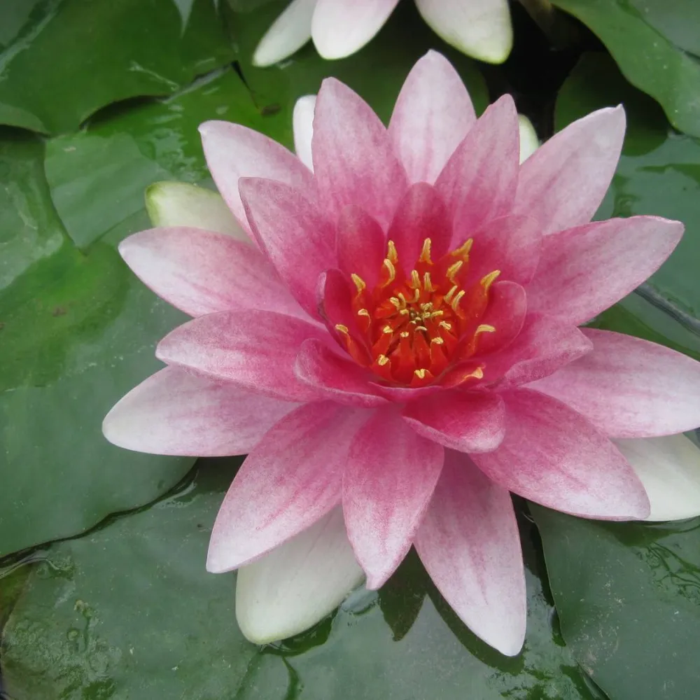 Nymphaea?Mrs Richmond | Mrs Richmond water lily - Image 2