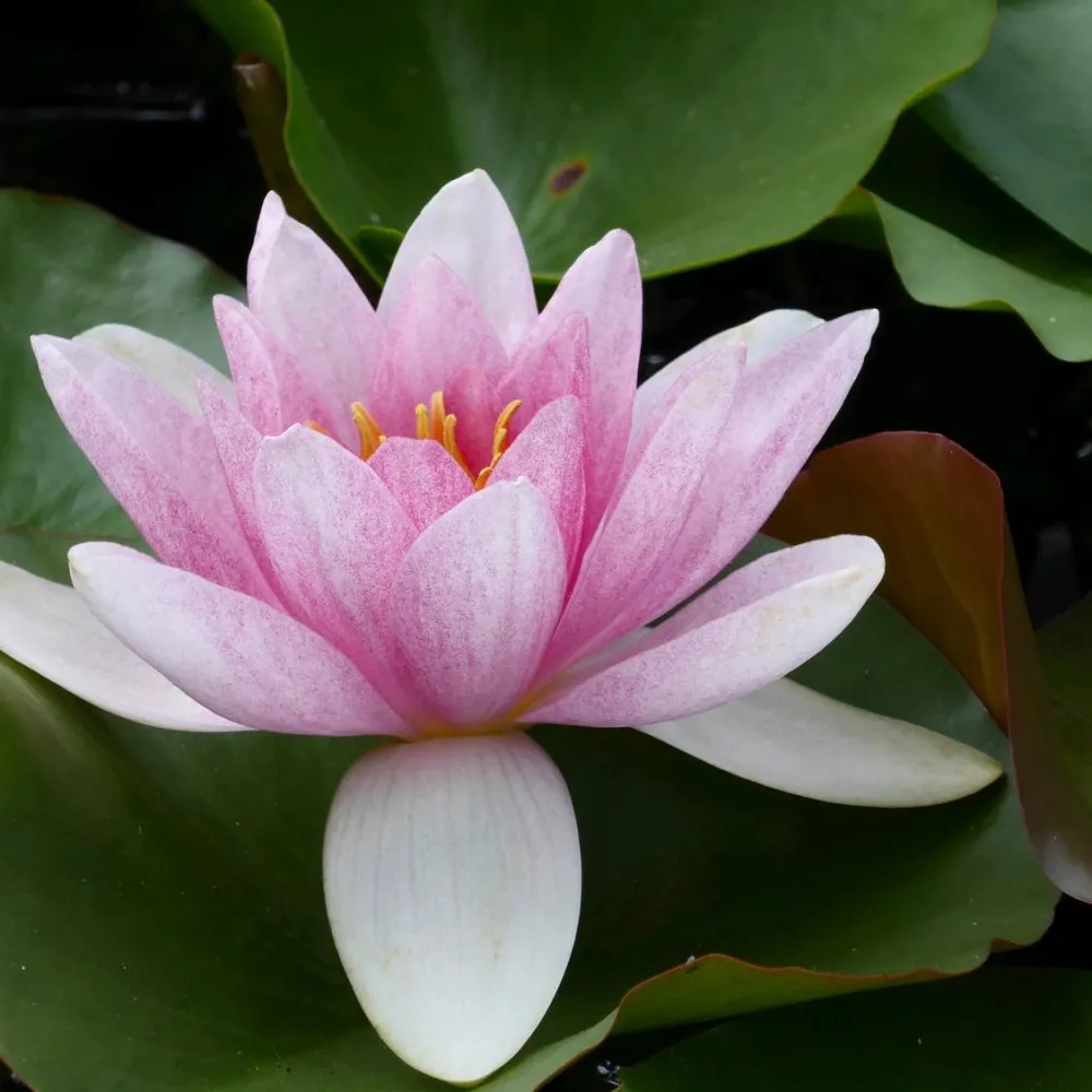 Nymphaea?Mrs Richmond | Mrs Richmond water lily - Image 3