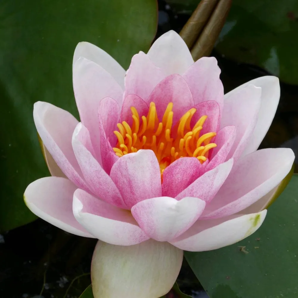 Nymphaea?Mrs Richmond | Mrs Richmond water lily - Image 4