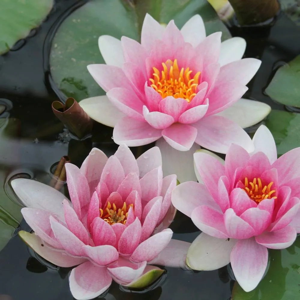Nymphaea?Mrs Richmond | Mrs Richmond water lily - Image 6