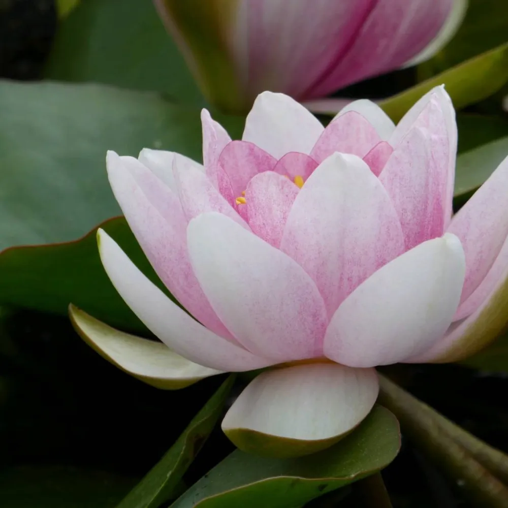 Nymphaea?Mrs Richmond | Mrs Richmond water lily - Image 7