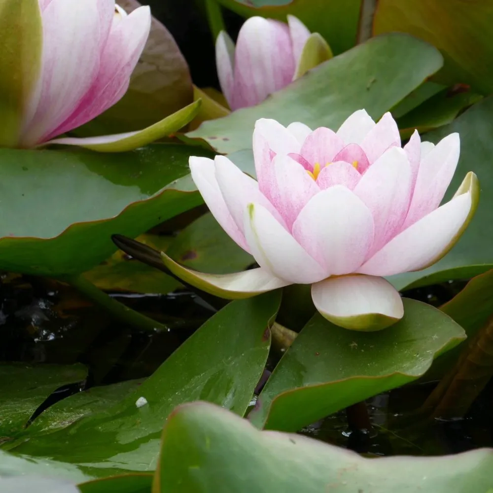 Nymphaea?Mrs Richmond | Mrs Richmond water lily - Image 8