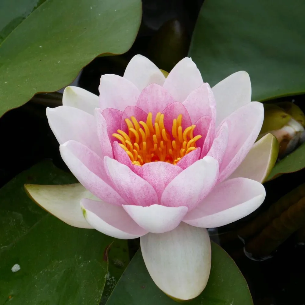 Nymphaea?Mrs Richmond | Mrs Richmond water lily - Image 9