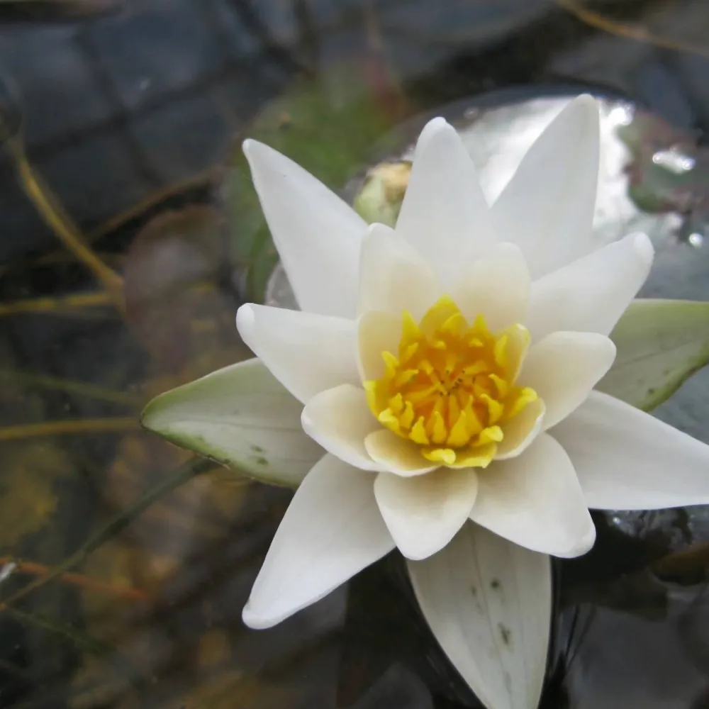 Nymphaea?pygmaea?Alba | Dwarf white water lily