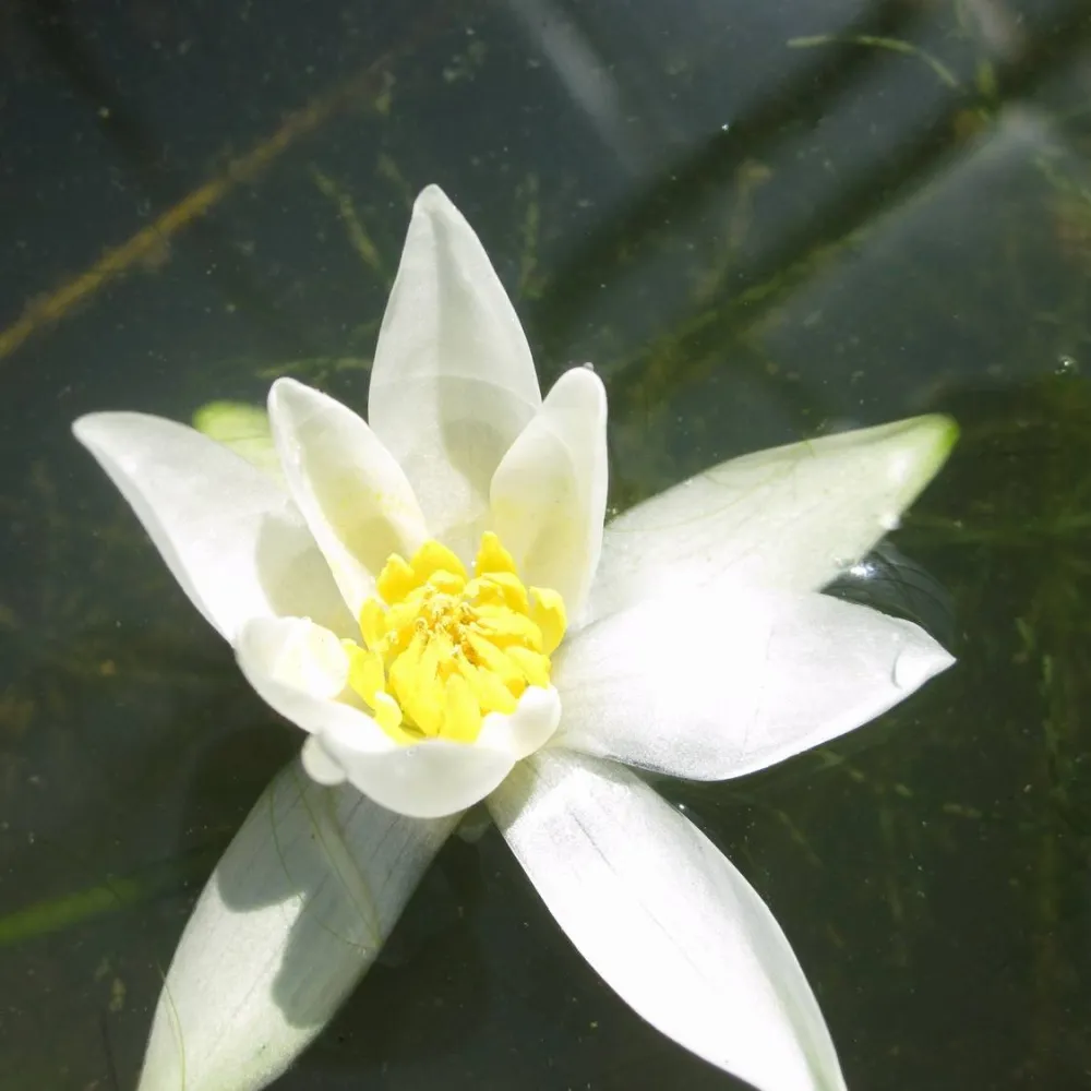 Nymphaea?pygmaea?Alba | Dwarf white water lily - Image 2