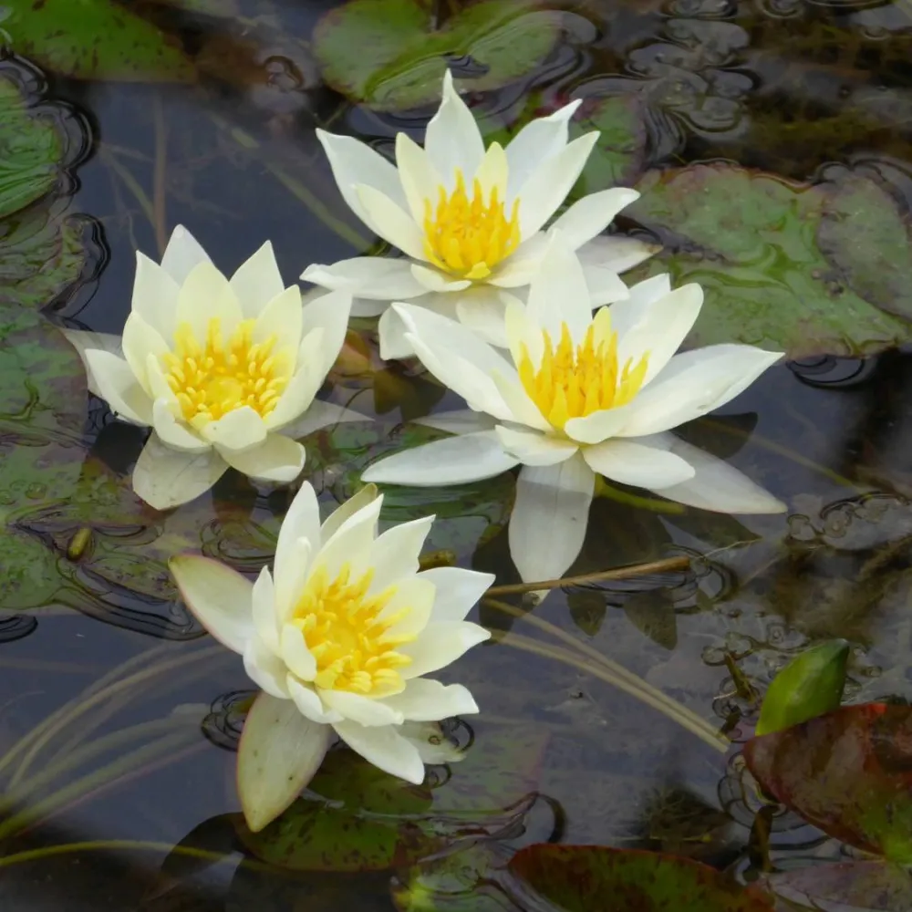 Nymphaea?pygmaea?Helvola | Dwarf yellow water lily