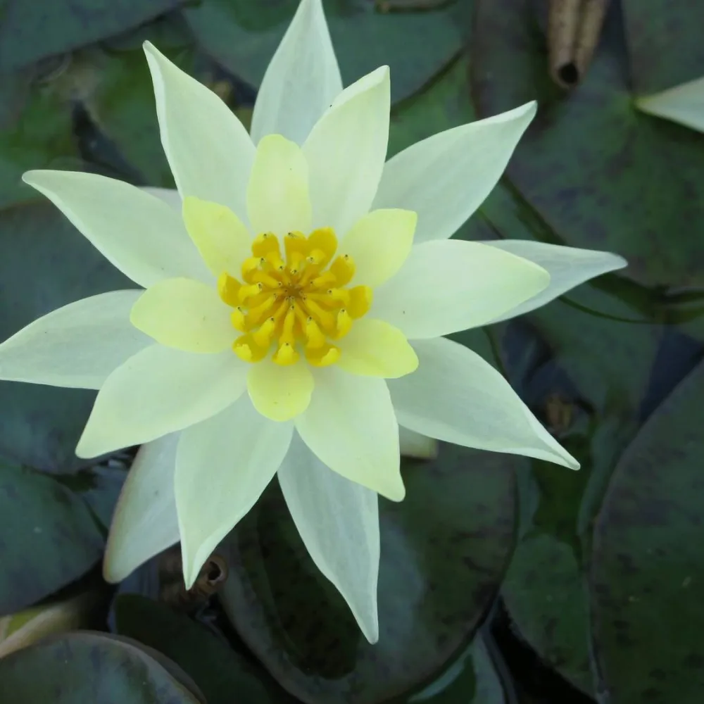 Nymphaea?pygmaea?Helvola | Dwarf yellow water lily - Image 10