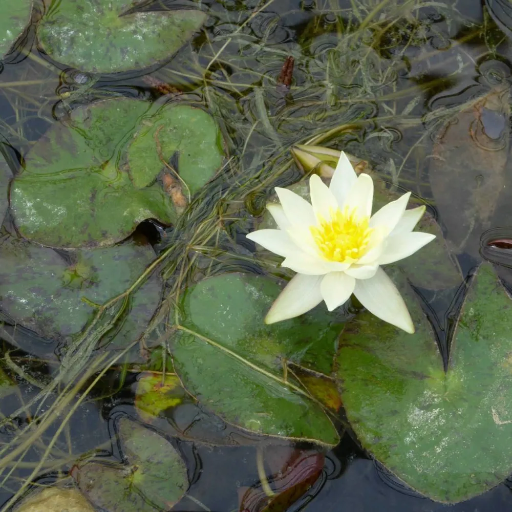 Nymphaea?pygmaea?Helvola | Dwarf yellow water lily - Image 2