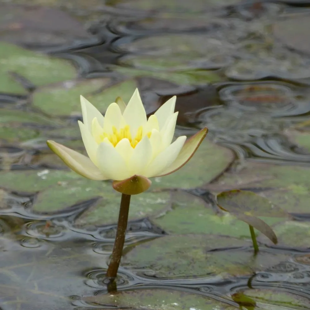 Nymphaea?pygmaea?Helvola | Dwarf yellow water lily - Image 3