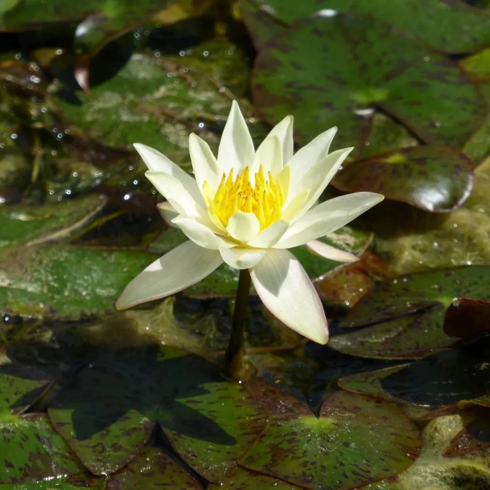 Nymphaea?pygmaea?Helvola | Dwarf yellow water lily - Image 4