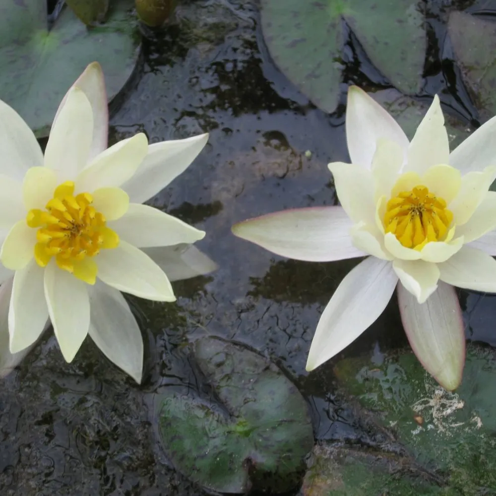 Nymphaea?pygmaea?Helvola | Dwarf yellow water lily - Image 6