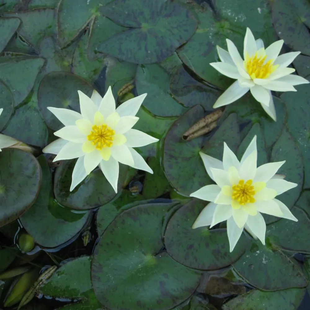 Nymphaea?pygmaea?Helvola | Dwarf yellow water lily - Image 7