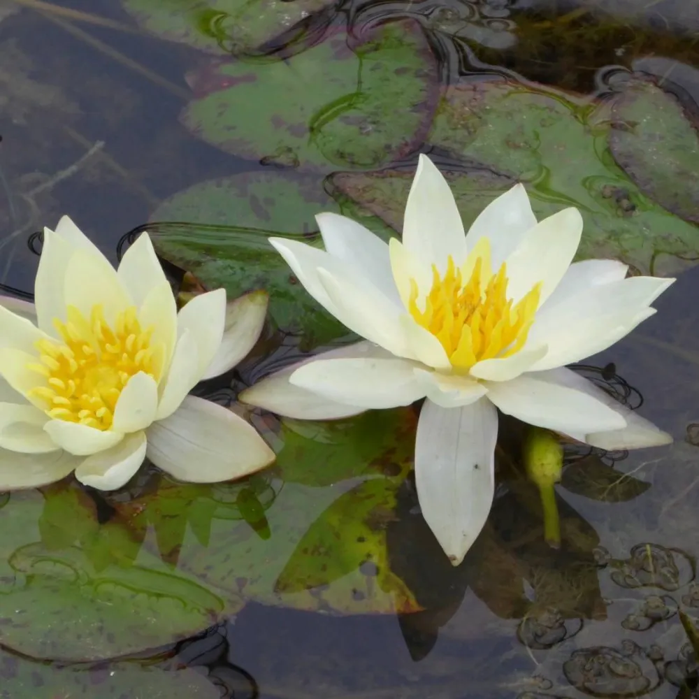 Nymphaea?pygmaea?Helvola | Dwarf yellow water lily - Image 8