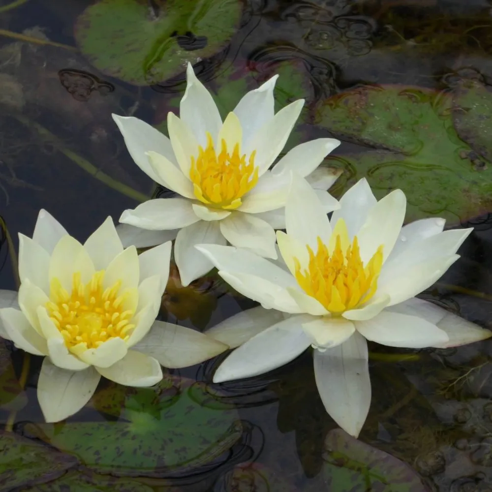 Nymphaea?pygmaea?Helvola | Dwarf yellow water lily - Image 9