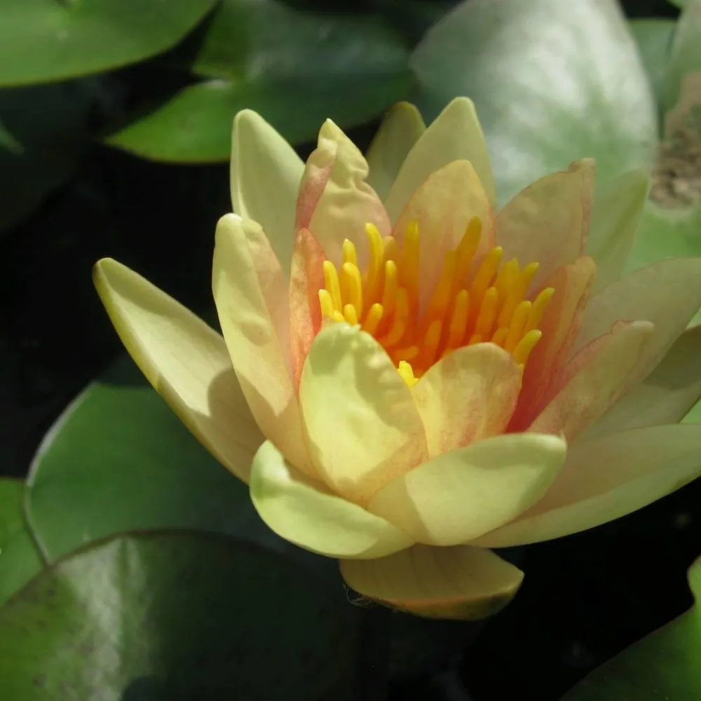 Nymphaea?Sioux | Sioux water lily - Image 2