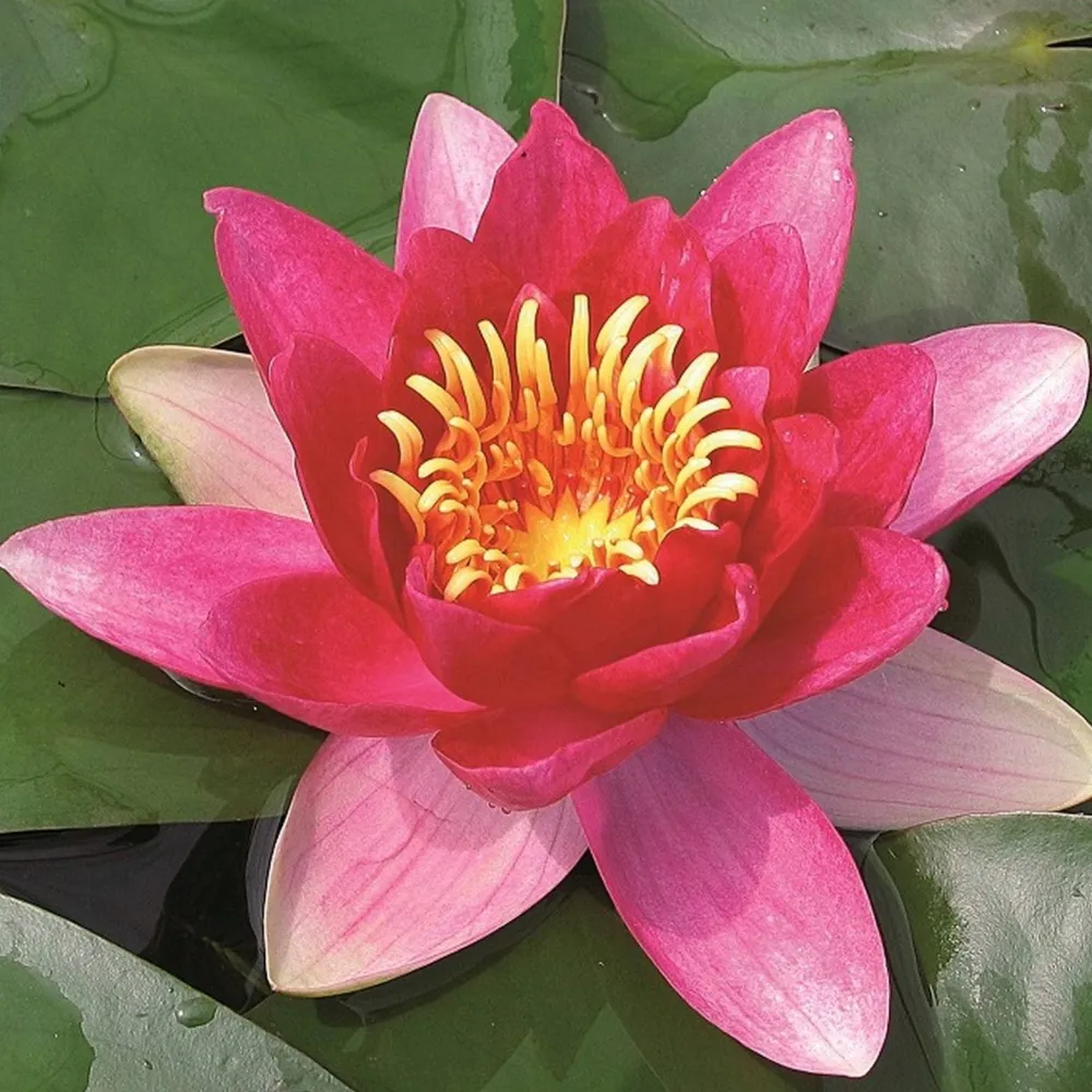 Nymphaea??Vesuve? | ?Vesuve? water lily