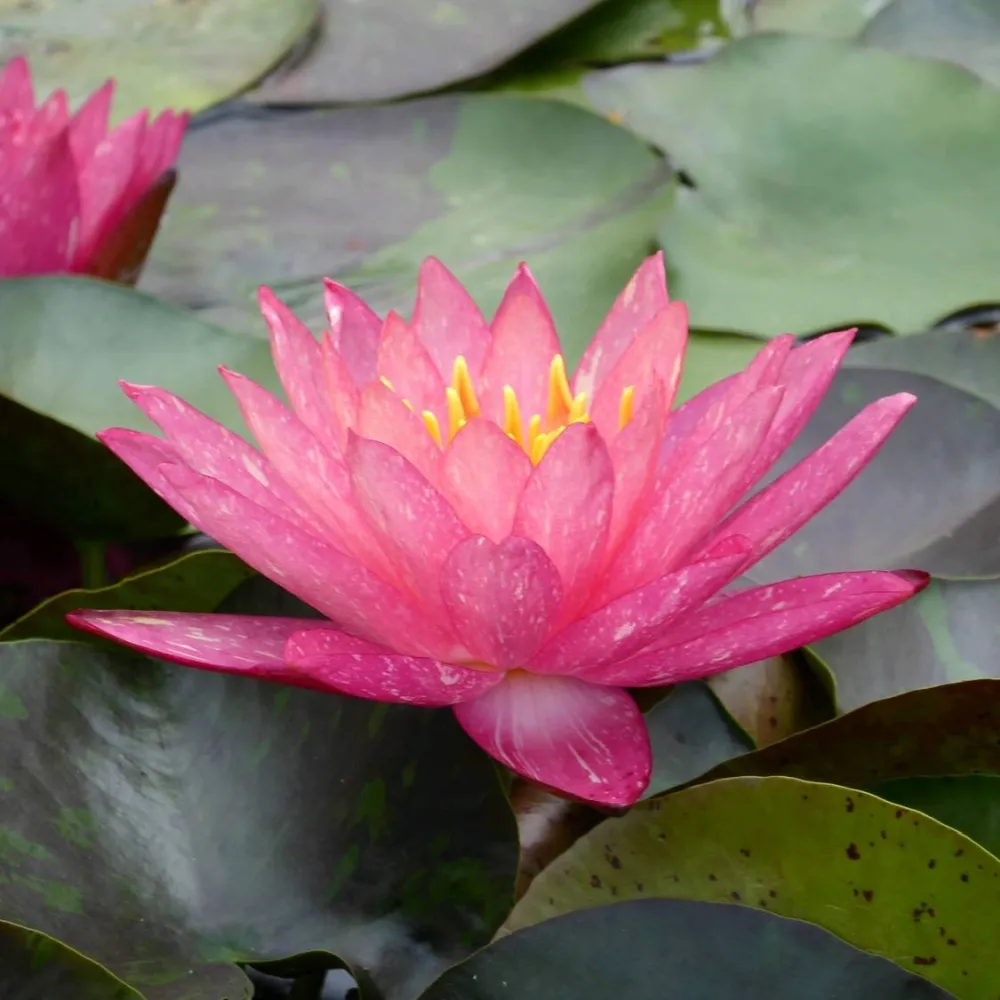 Nymphaea?Wanvisa | Wanvisa water lily - Image 2