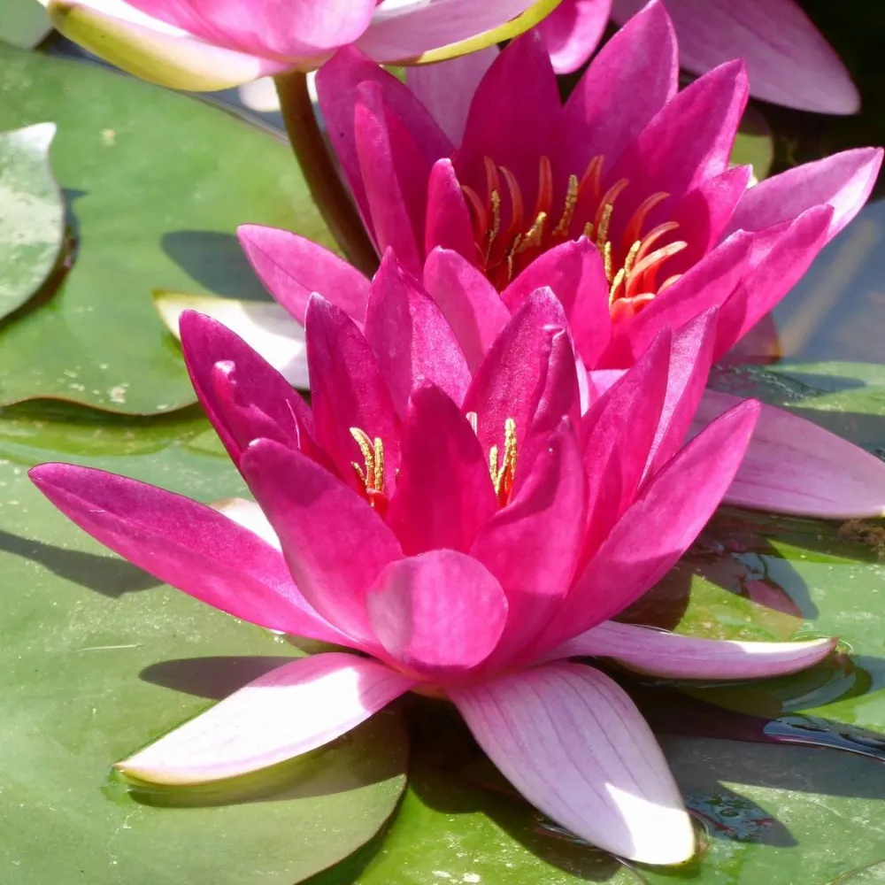 Nymphaea?Xiafei | Xiafei water lily - Image 3
