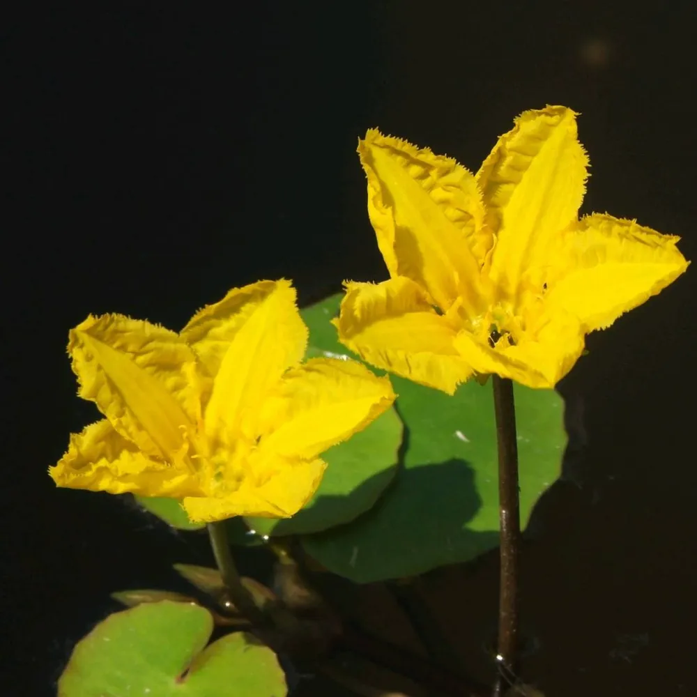Nymphoides?peltata | Fringed water lily (floating heart)