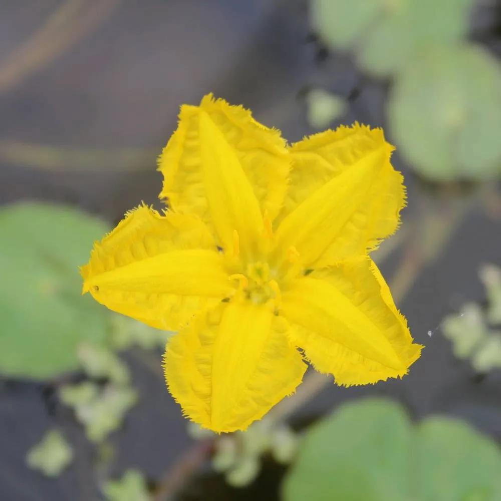 Nymphoides?peltata | Fringed water lily (floating heart) - Image 2