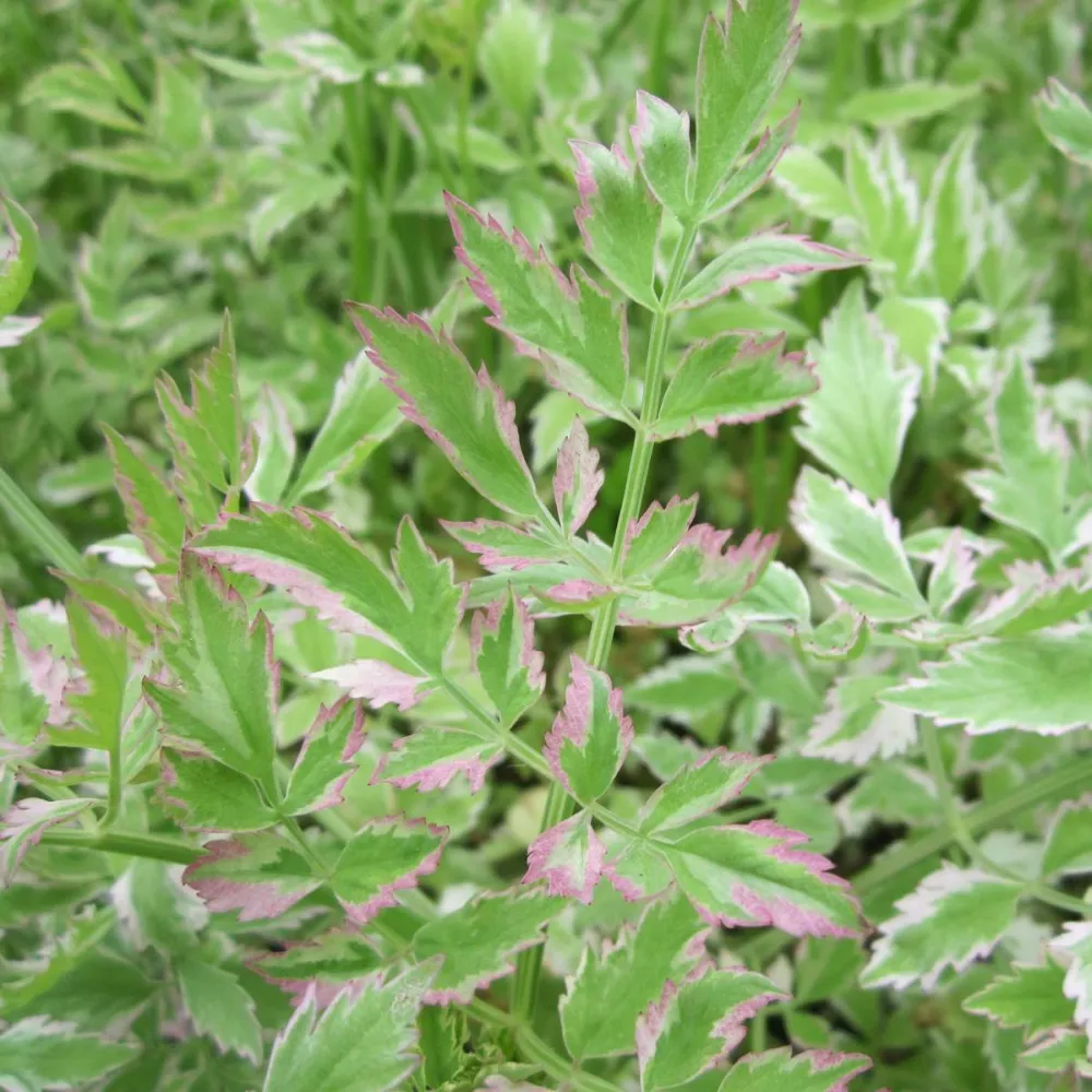 Oenanthe?javanica?Flamingo | Variegated water celery Flamingo | Marginal Plant - Image 2