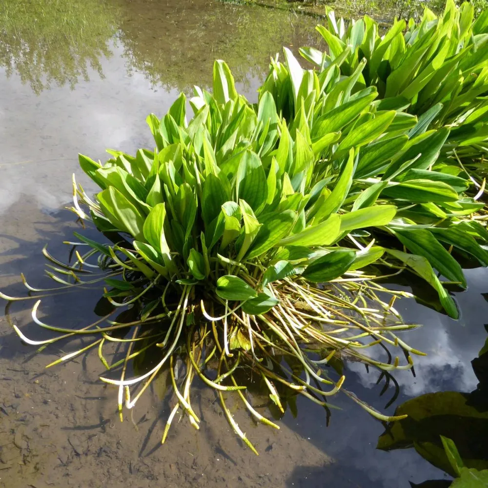 Orontium?aquaticum | Golden club | Marginal Plant - Image 4