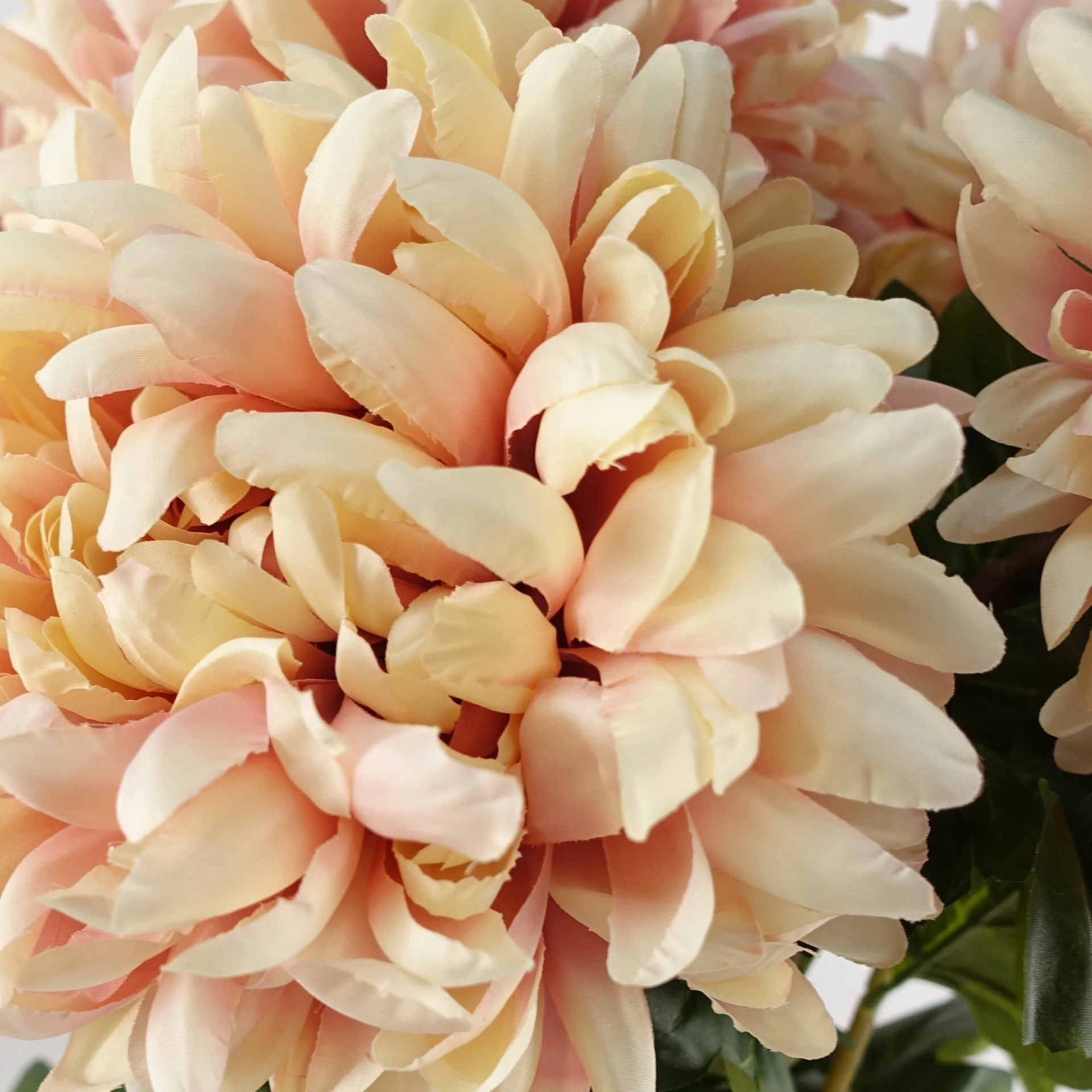 Pack of 6 x 75cm Extra Large Reflex Chrysanthemum - Pink - Image 3