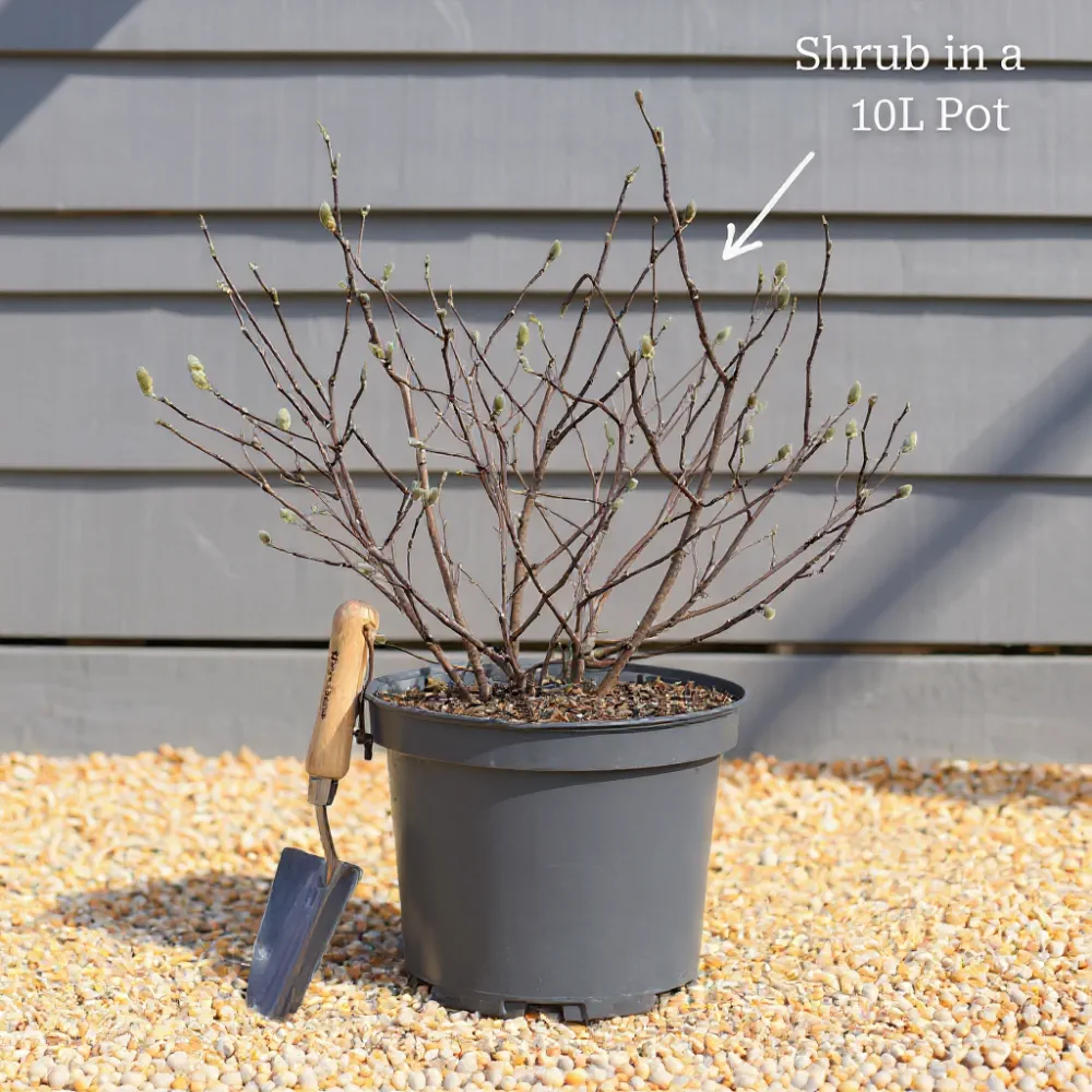 Pair of 5ft Golden Bamboo Plants in 10L Pots - Image 4