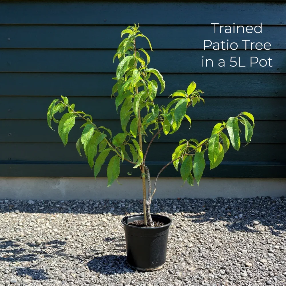 Patio Apple and Pear Trees | Perfect Partners | 2 x 4.5L Trees - Image 3