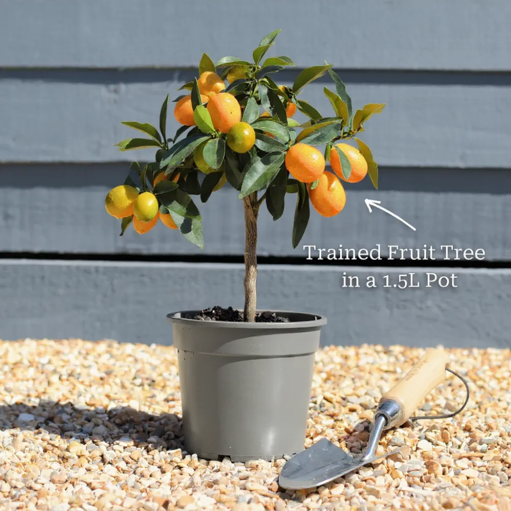 Patio Kumquat Tree | Grafted | 1.5L Pot - Image 3