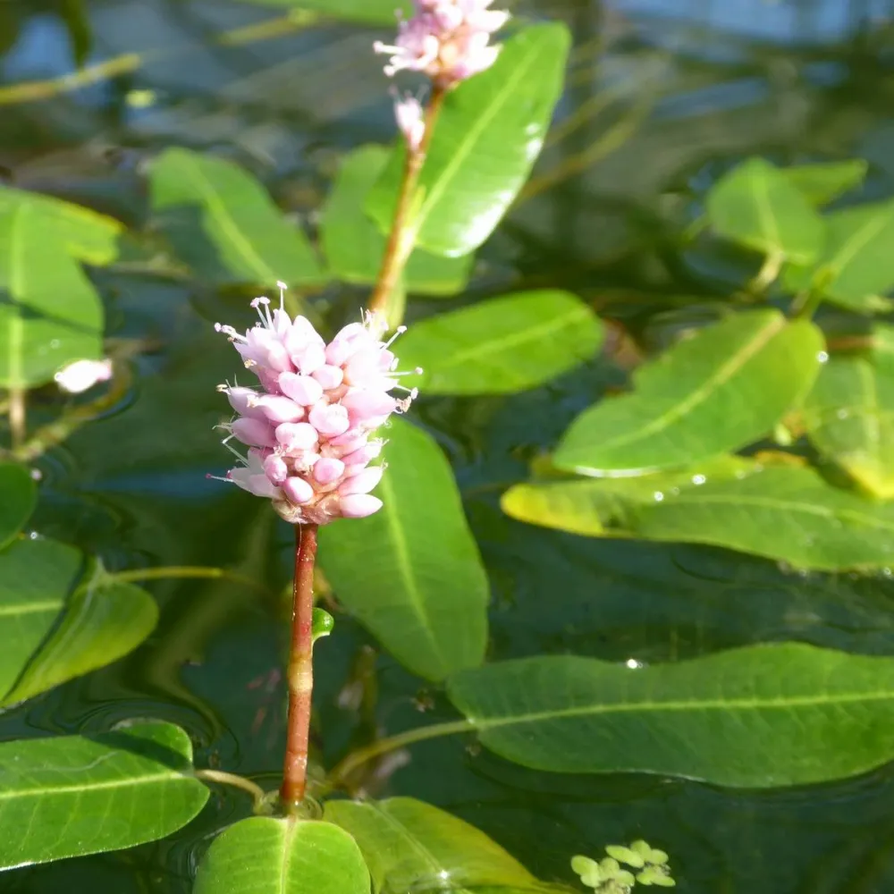 Persicaria?amphibia | Amphibious bistort | Marginal Plant