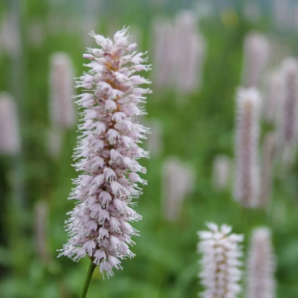Persicaria?amphibia | Amphibious bistort | Marginal Plant - Image 2