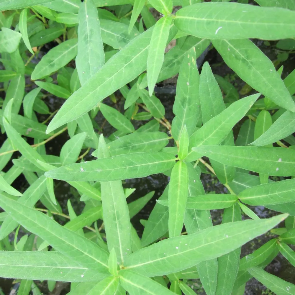 Persicaria?amphibia | Amphibious bistort | Marginal Plant - Image 3