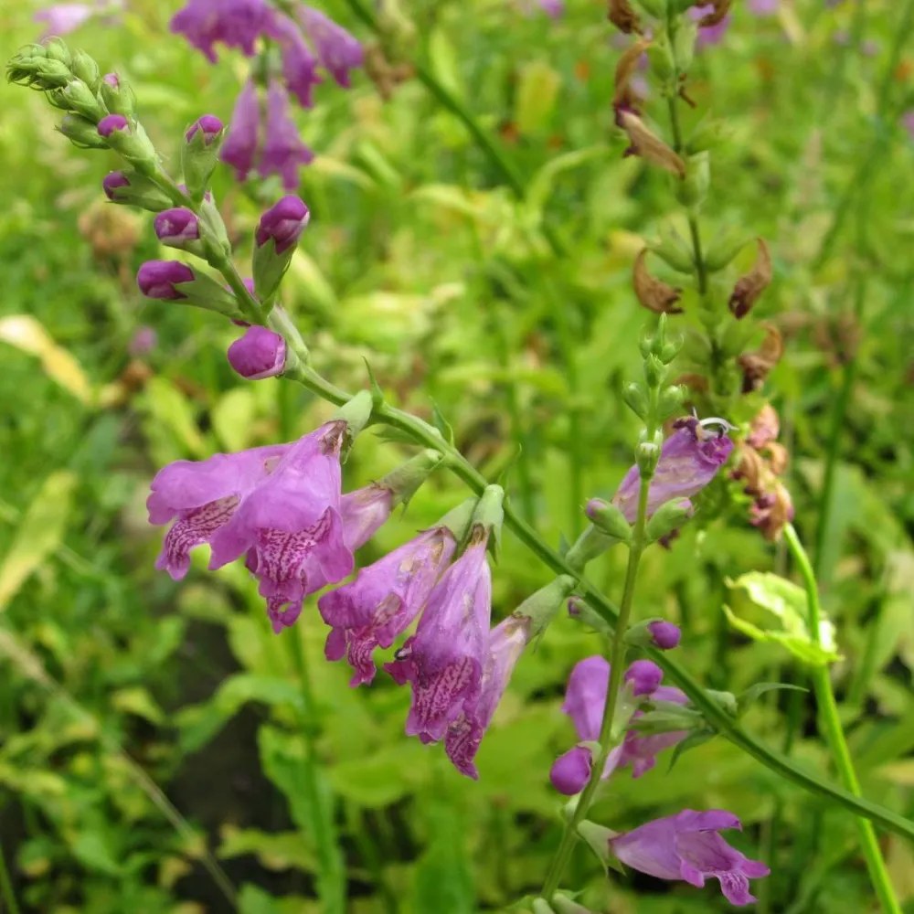 Physostegia?virginiana | Obedient plant | Marginal Plant - Image 2