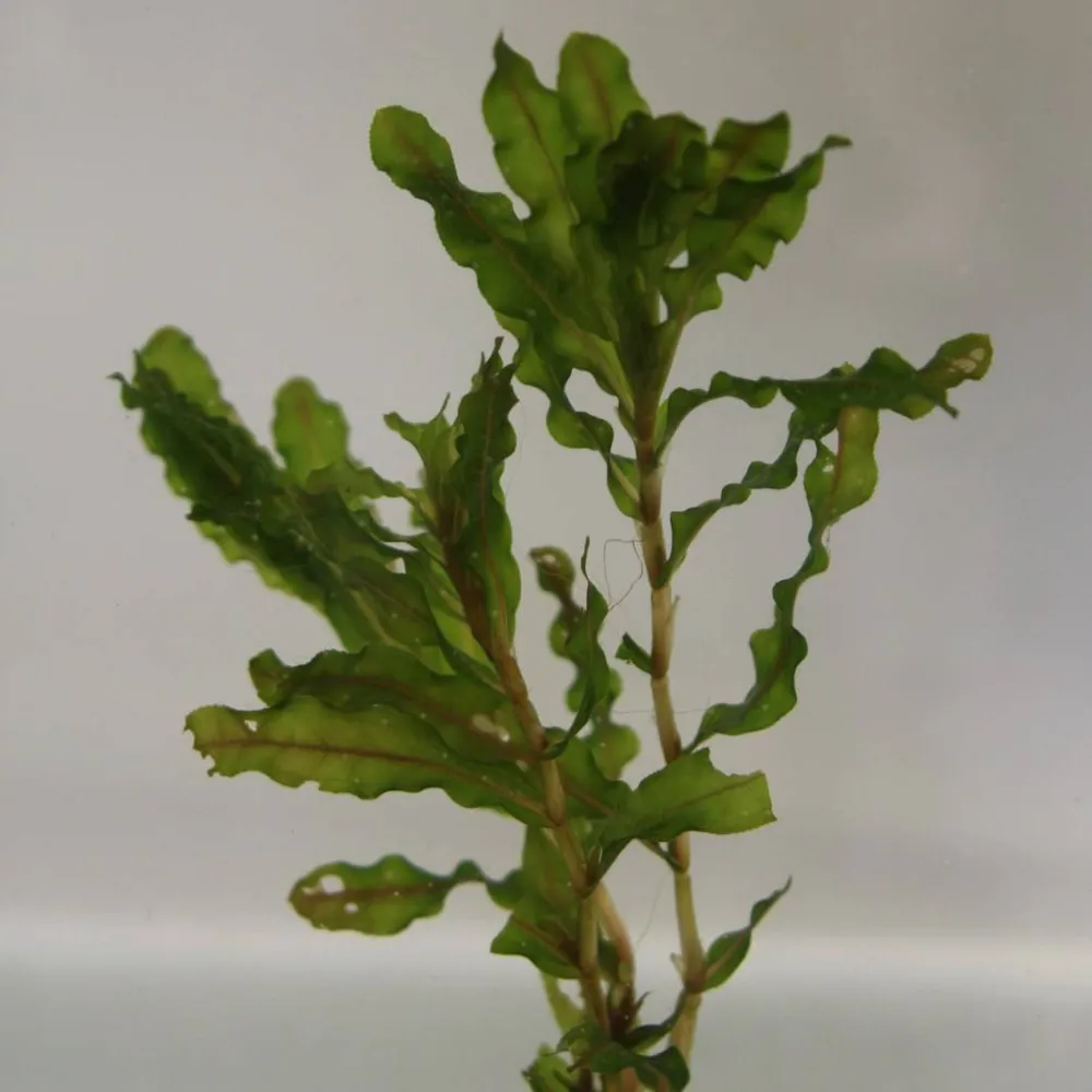 Potamogeton?crispus | Curly pondweed | Oxygenating Plant - Image 2