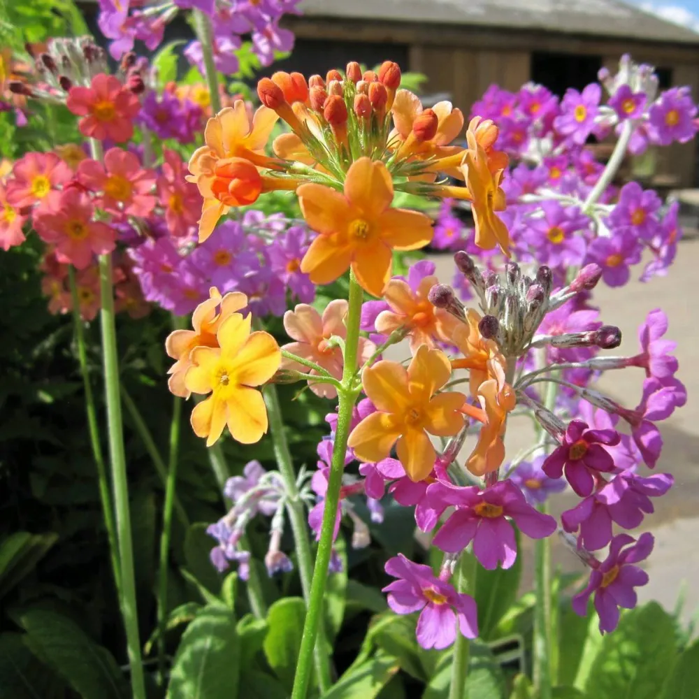 Primula?bulleyana | Bulleys candelabra primrose | Pond Side Plant