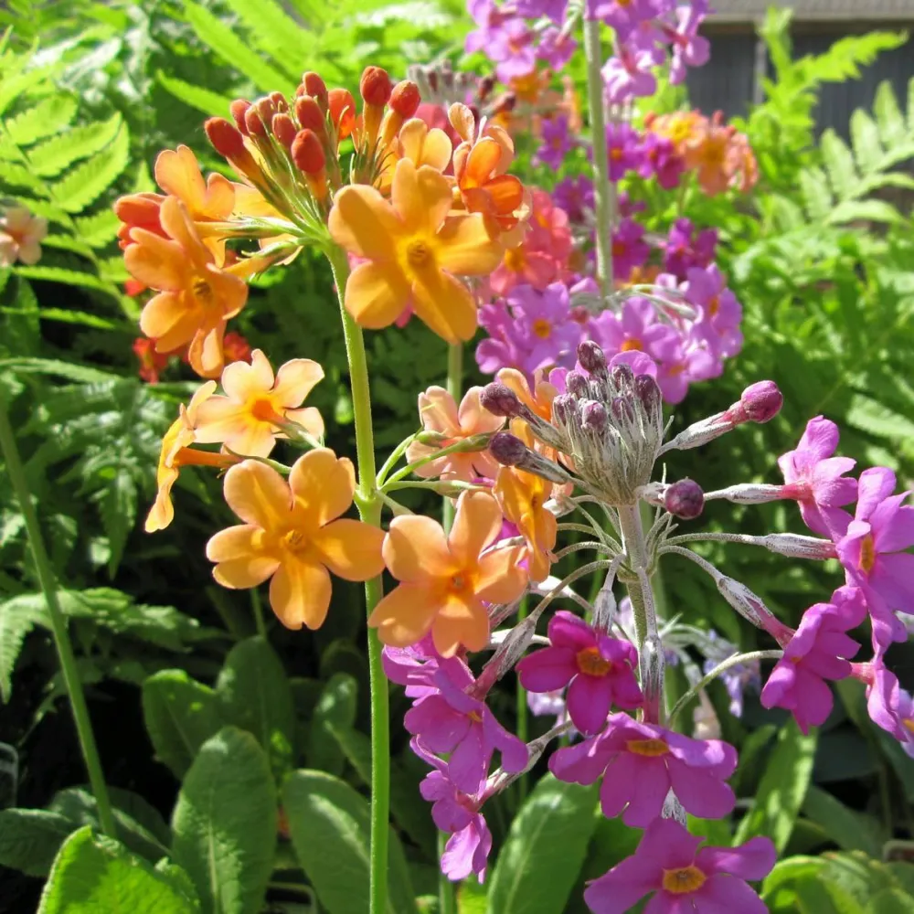 Primula?bulleyana | Bulleys candelabra primrose | Pond Side Plant - Image 2