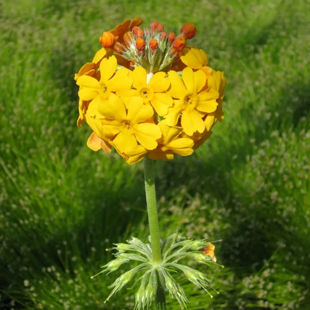 Primula?bulleyana | Bulleys candelabra primrose | Pond Side Plant - Image 3