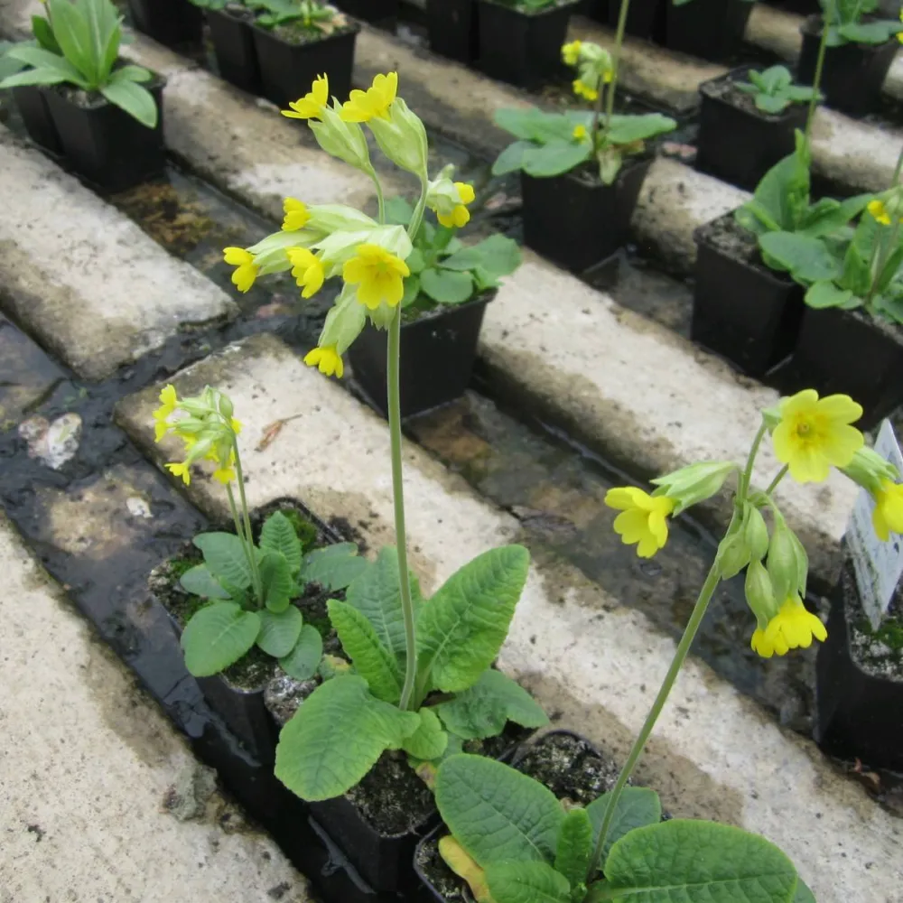 Primula?veris | Cowslip | Pond Side Plant