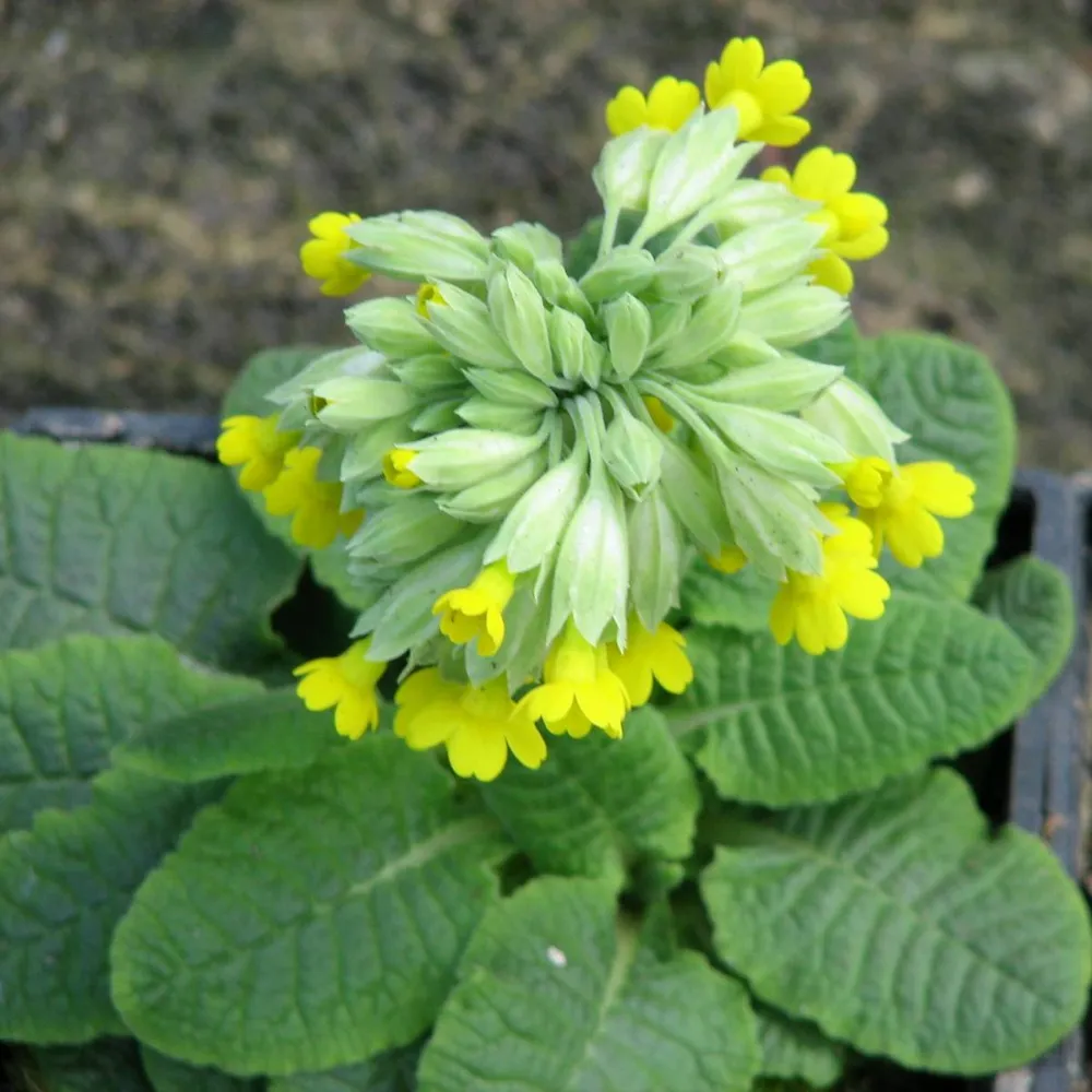 Primula?veris | Cowslip | Pond Side Plant - Image 2