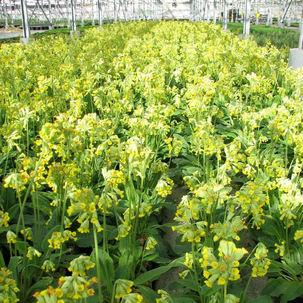 Primula?veris | Cowslip | Pond Side Plant - Image 3