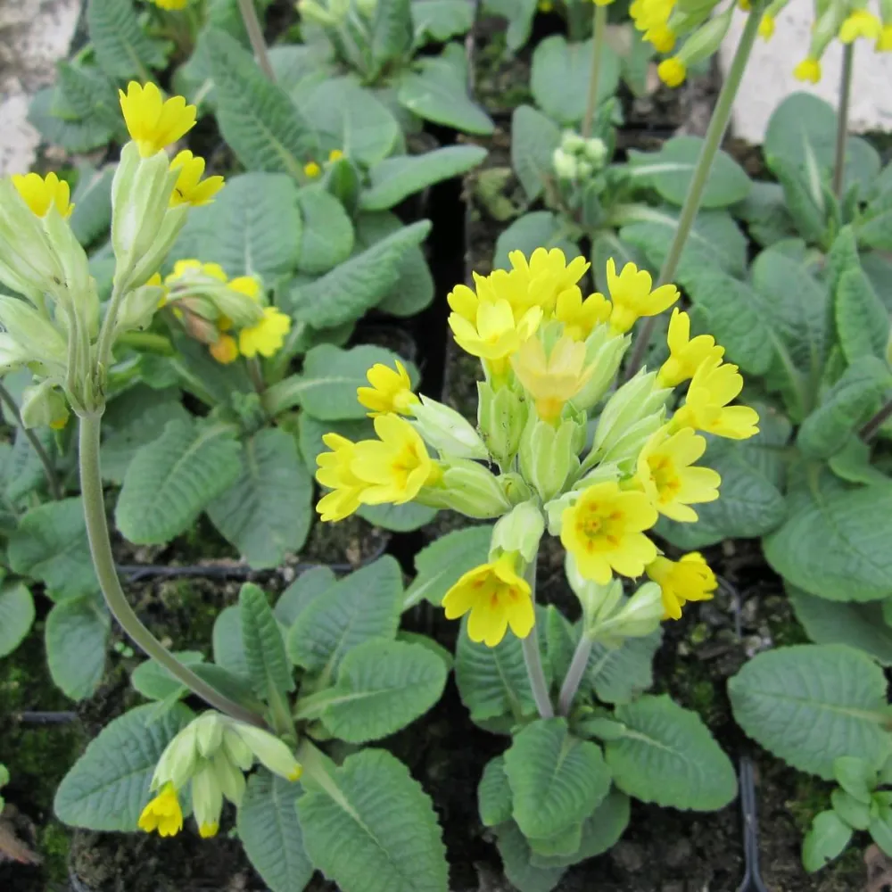 Primula?veris | Cowslip | Pond Side Plant - Image 4