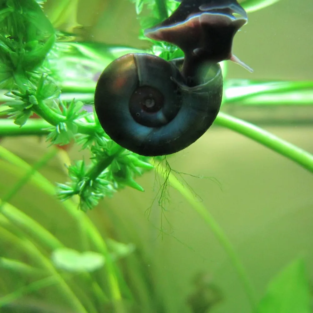 Ramshorn Snails ?Planorbis |?Aquatic Snails - Image 3