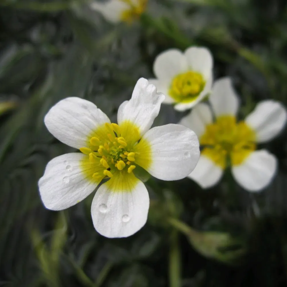Ranunculus?aquatilis | Water crowfoot | Oxygenating Plant