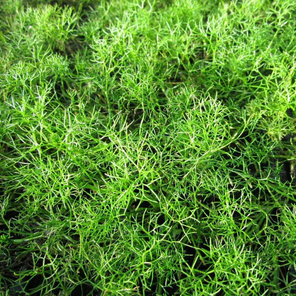 Ranunculus?aquatilis | Water crowfoot | Oxygenating Plant - Image 2