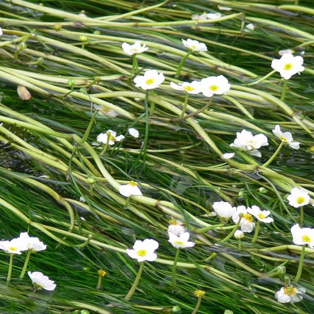 Ranunculus?aquatilis | Water crowfoot | Oxygenating Plant - Image 3