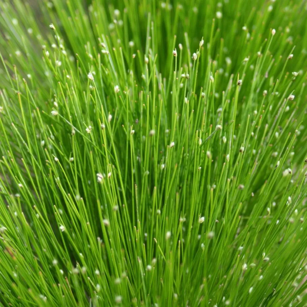 Scirpus?cernuus?(=?Isolepis cernua) | Fibre-optic plant | Oxygenating Marginal Plant