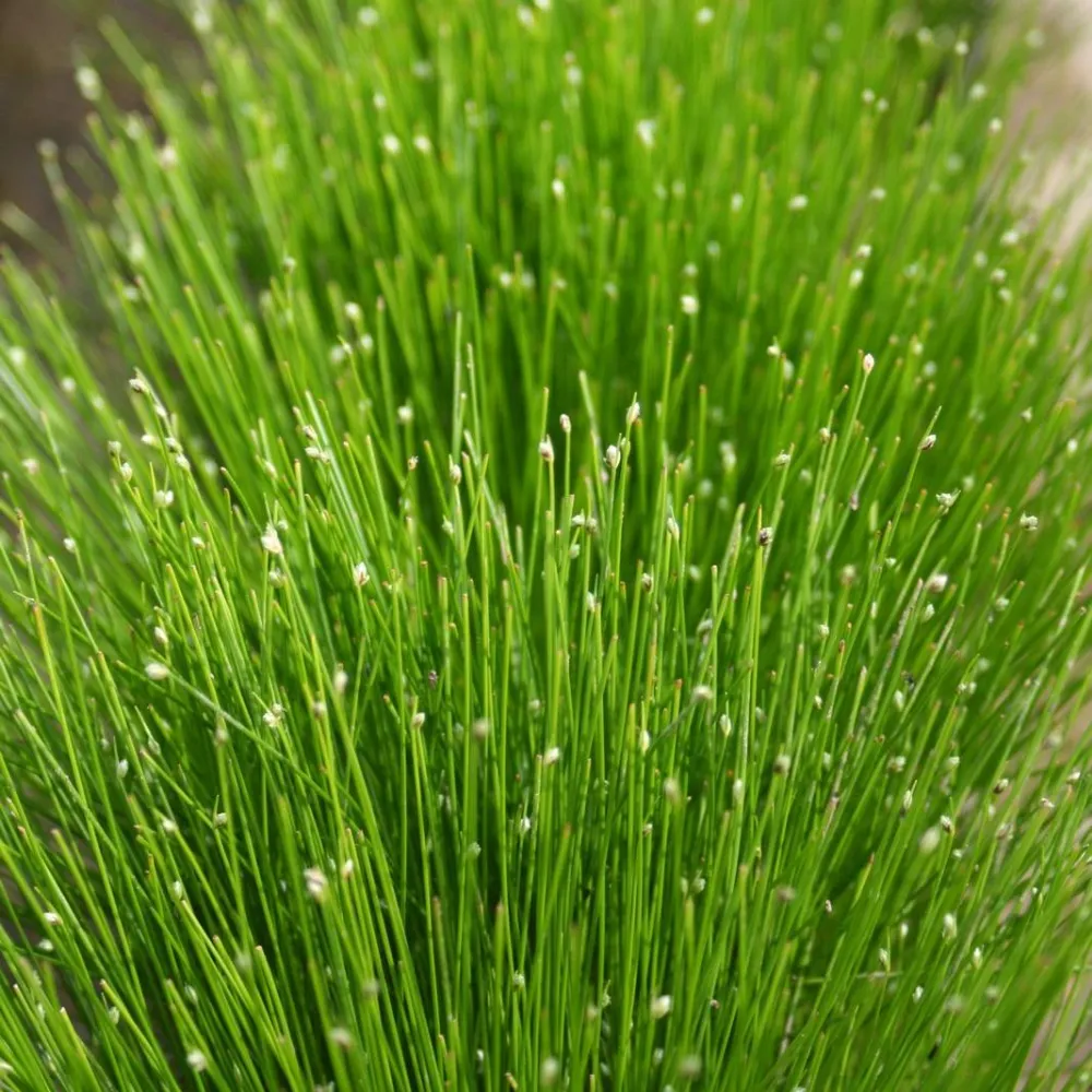 Scirpus?cernuus?(=?Isolepis cernua) | Fibre-optic plant | Oxygenating Marginal Plant - Image 2