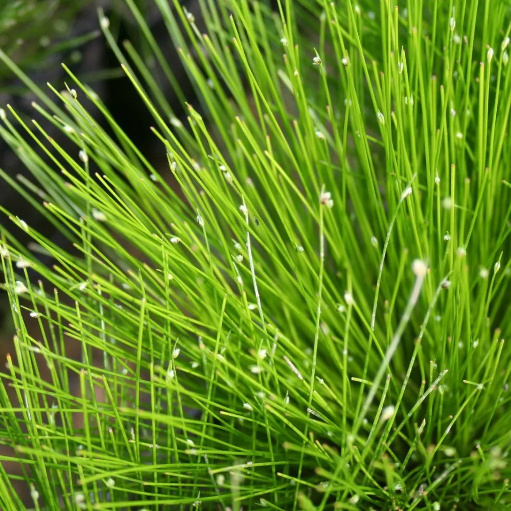 Scirpus?cernuus?(=?Isolepis cernua) | Fibre-optic plant | Oxygenating Marginal Plant - Image 3